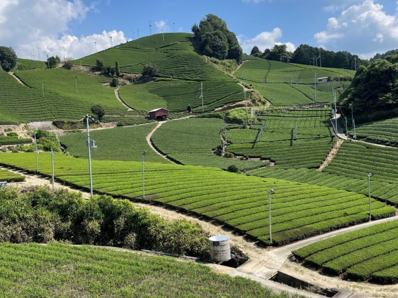 Kyoto Tea Country & Iga Ninjas' Birthplace with Kansai area 1 day pass