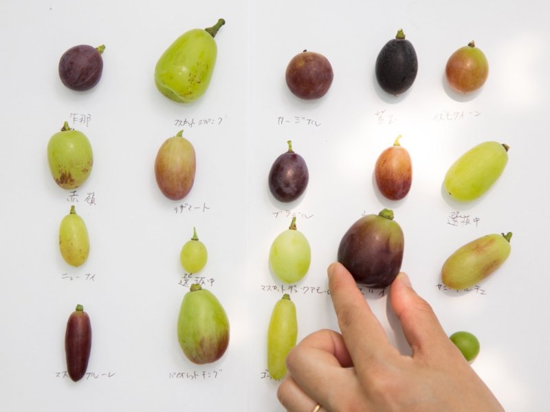 【Private tour】A Japanese Grape Tasting Tour Hosted by Breeder "Shingo Hayashi"